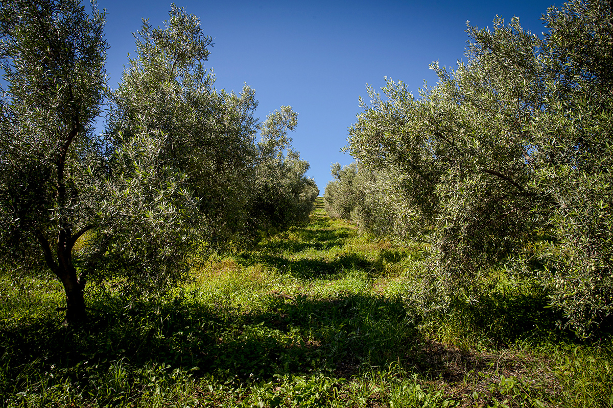 Olivenöl-Plantage Sizilien